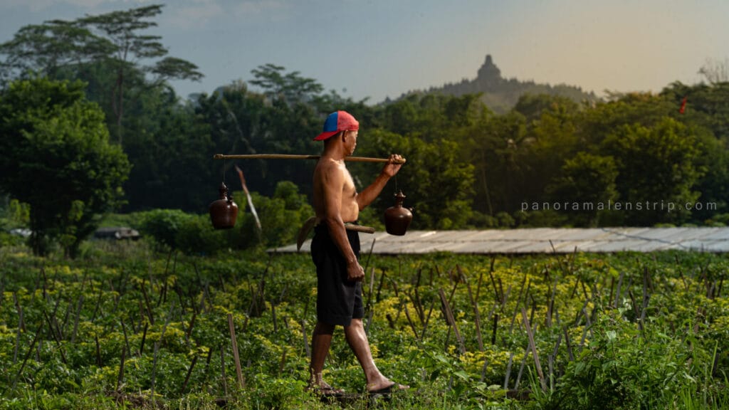 A shirtless farmer wearing a red and blue cap walks through a green crop field carrying two brown clay jugs on a wooden yoke, with the silhouette of Borobudur Temple in the background haze.