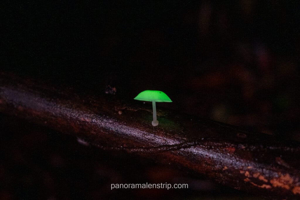 A small, bioluminescent green mushroom (Mycena species) glowing brightly against a dark, shadowy forest background on a fallen branch in Tanjung Puting National Park, Borneo.