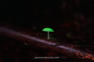 A small, bioluminescent green mushroom (Mycena species) glowing brightly against a dark, shadowy forest background on a fallen branch in Tanjung Puting National Park, Borneo.