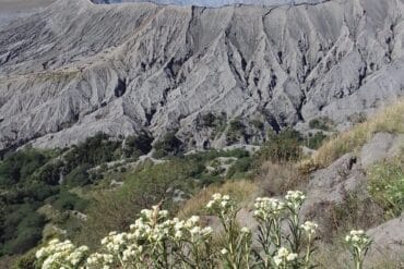 Mount Bromo volcano steaming, seen from Gunung Batok, with white wildflowers in foreground, East Java, Indonesia.
