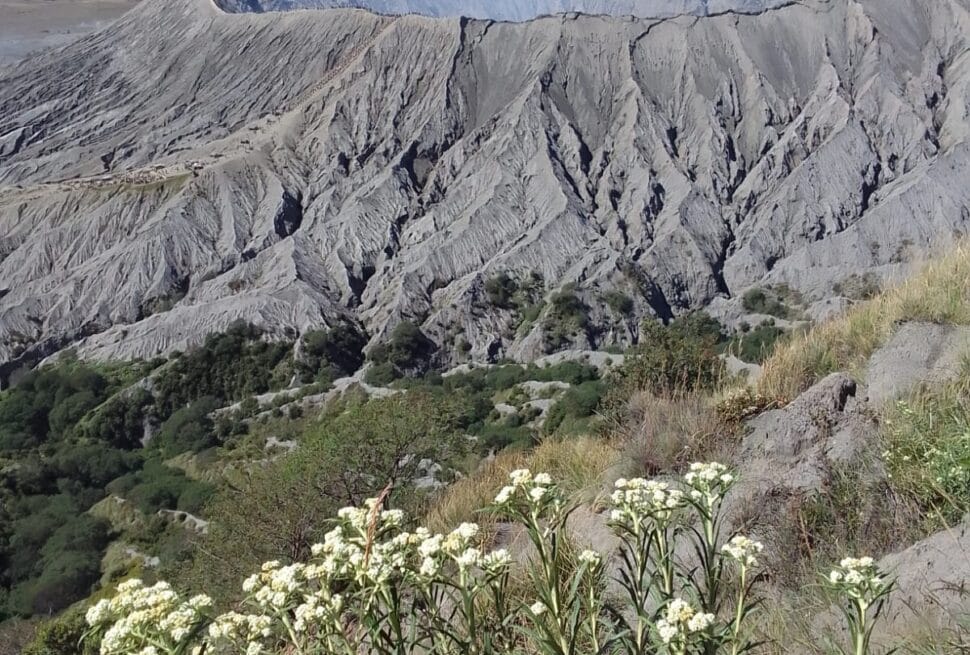 Mount Bromo volcano steaming, seen from Gunung Batok, with white wildflowers in foreground, East Java, Indonesia.