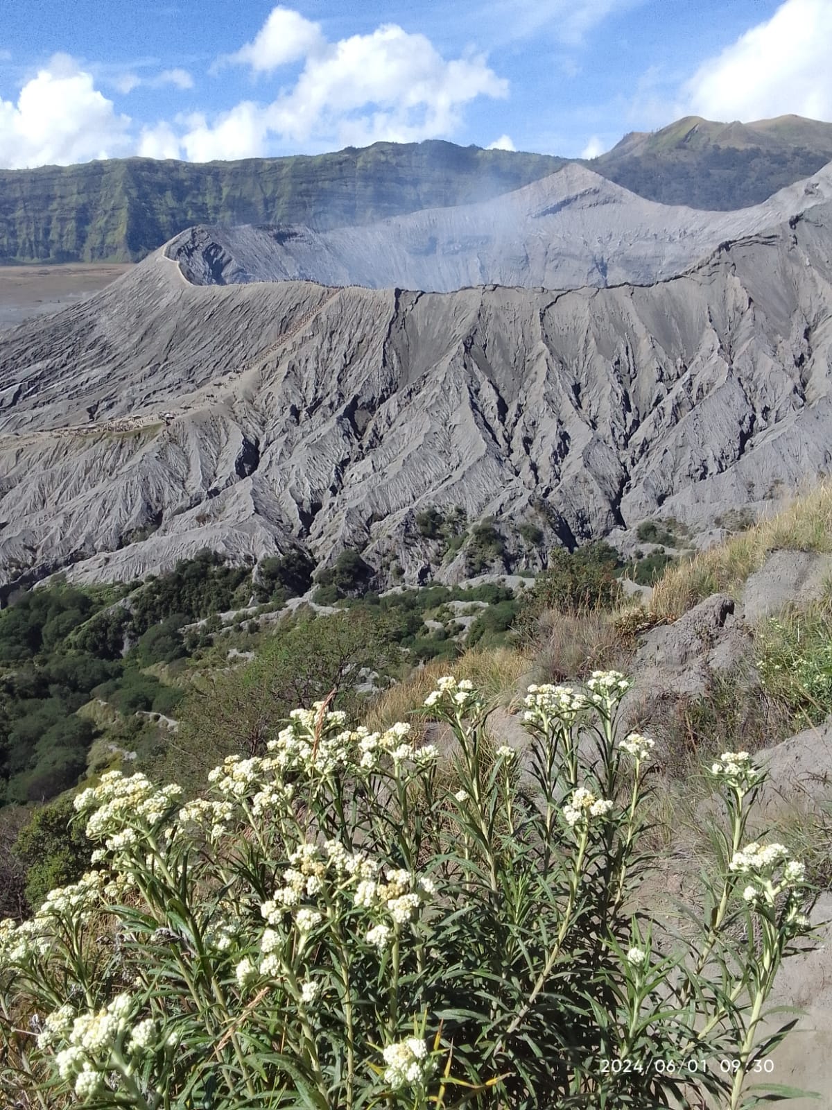 Mount Bromo volcano steaming, seen from Gunung Batok, with white wildflowers in foreground, East Java, Indonesia.