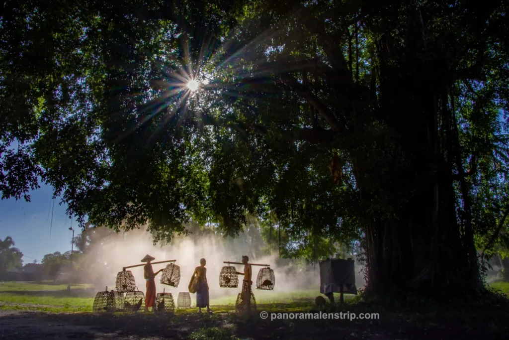 Local men carrying rooster cages under a sacred banyan tree in a Bali traditional village.