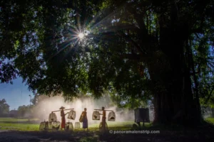 Local men carrying rooster cages under a sacred banyan tree in a Bali traditional village.