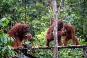 Three orangutans eating bananas on a wooden feeding platform in the lush rainforest of Tanjung Puting, Borneo.