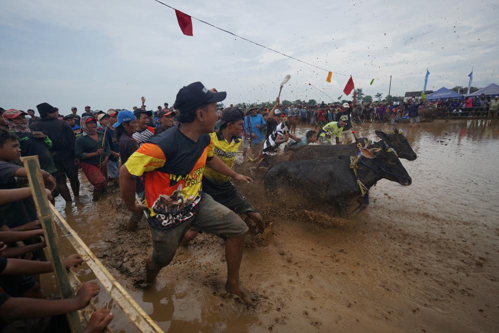 Bull racers charge through a muddy track during a Karapan Sapi event in Madura, Indonesia.