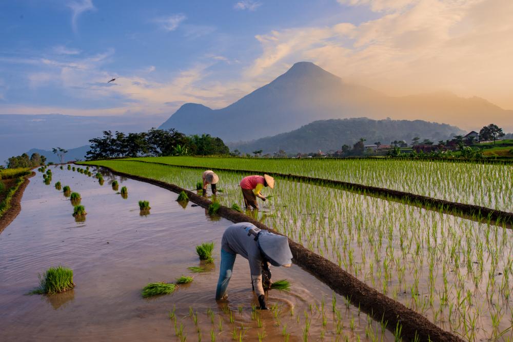 Farmers planting rice in terraced fields in Trawas with Mount Penanggungan rising behind them at sunrise